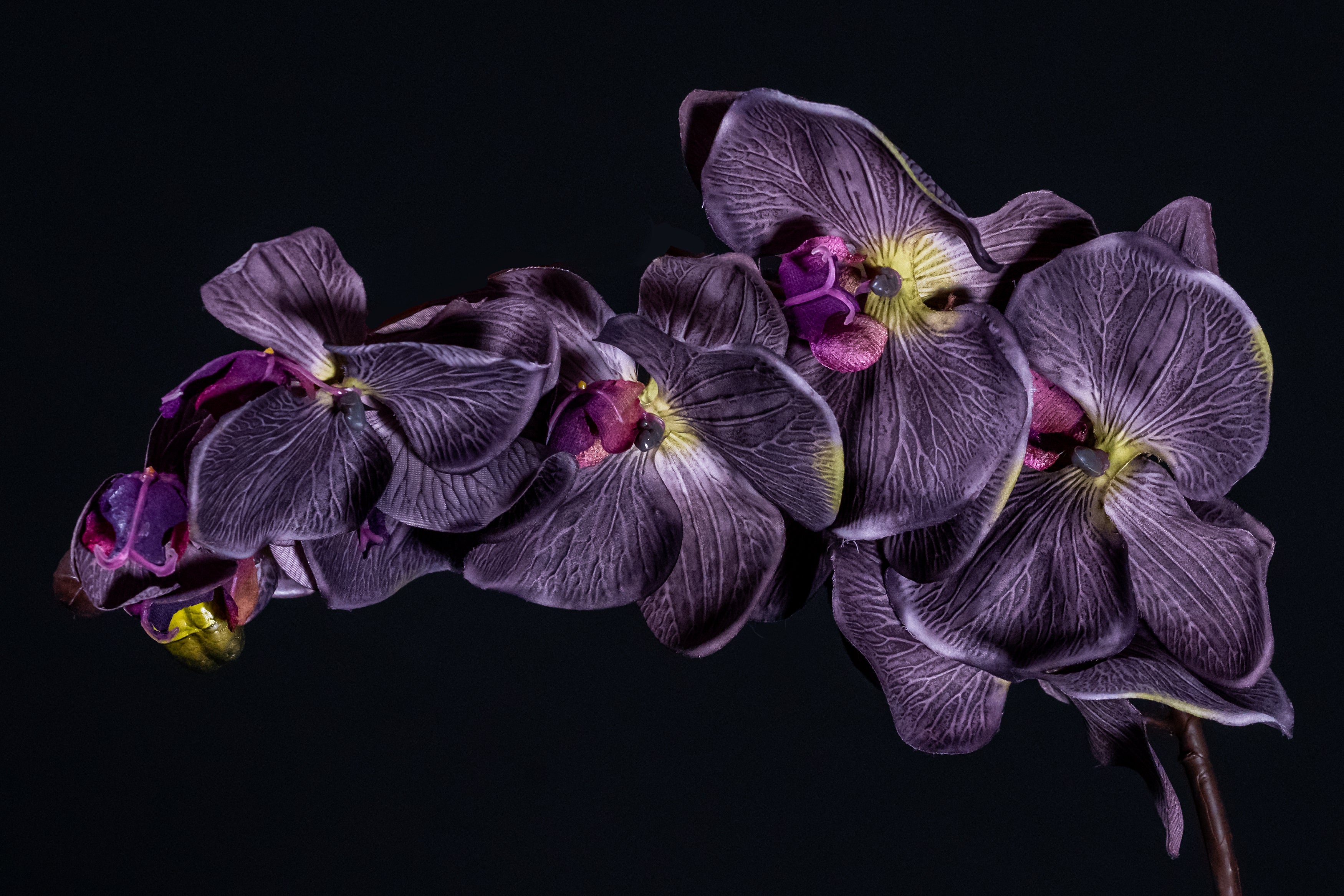 Plants and Orchids