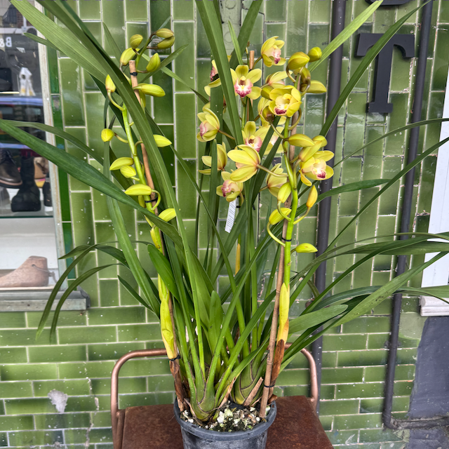 Cymbidium Orchid