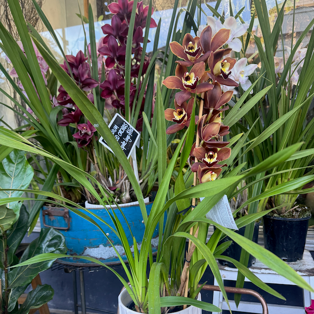 Cymbidium Orchid