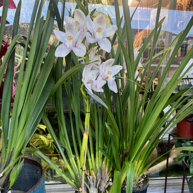 Cymbidium Orchid