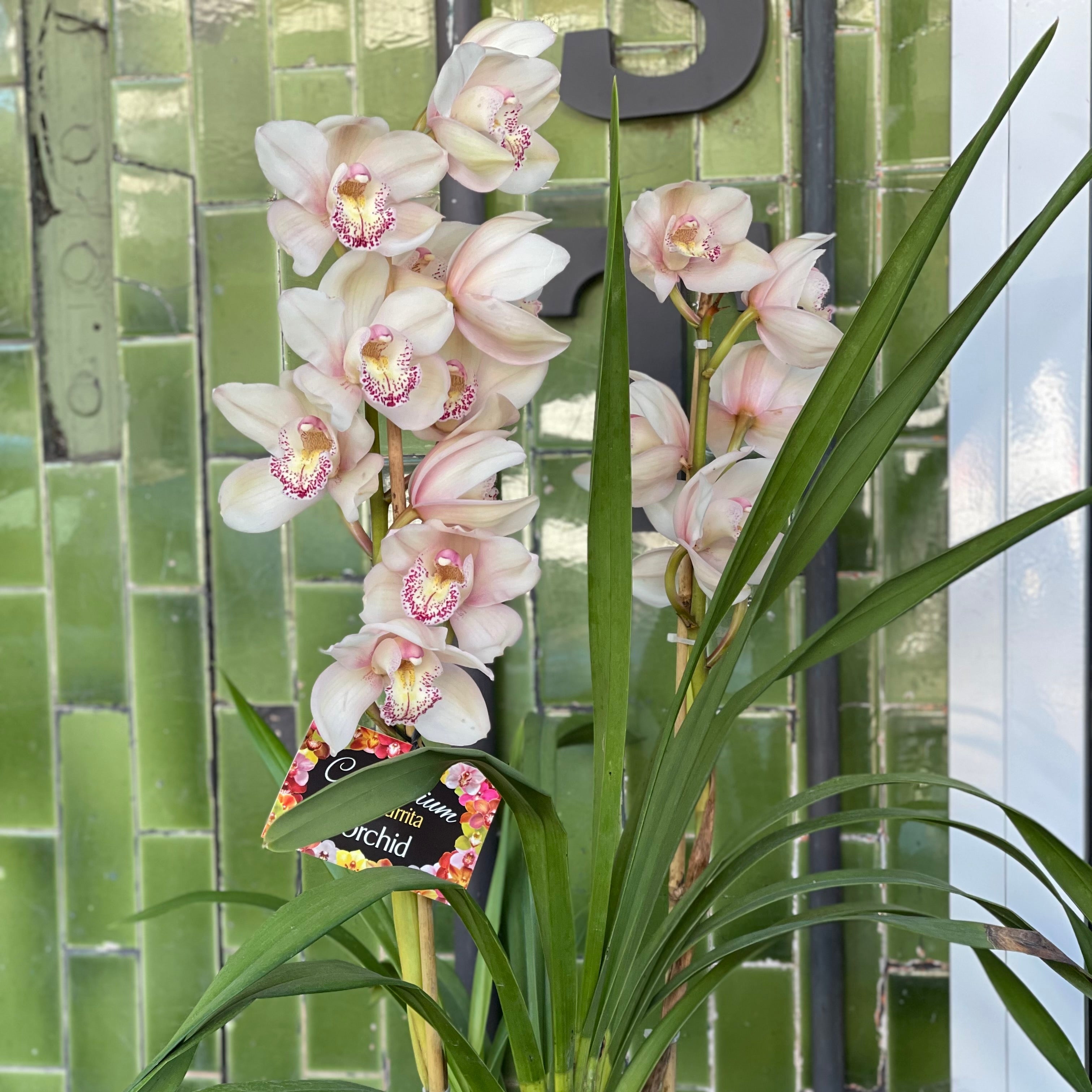Cymbidium Orchid