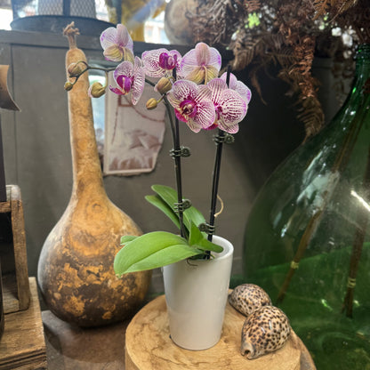 Mini Phalaenopsis Orchid