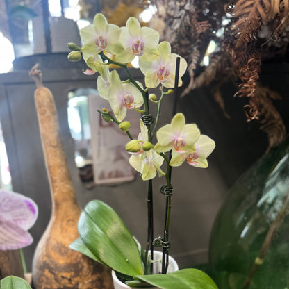 Mini Phalaenopsis Orchid