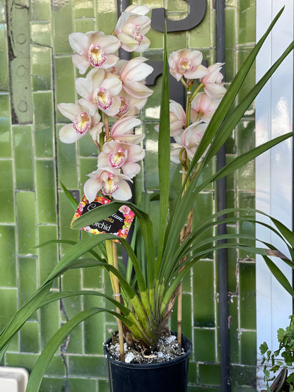 Cymbidium Orchid