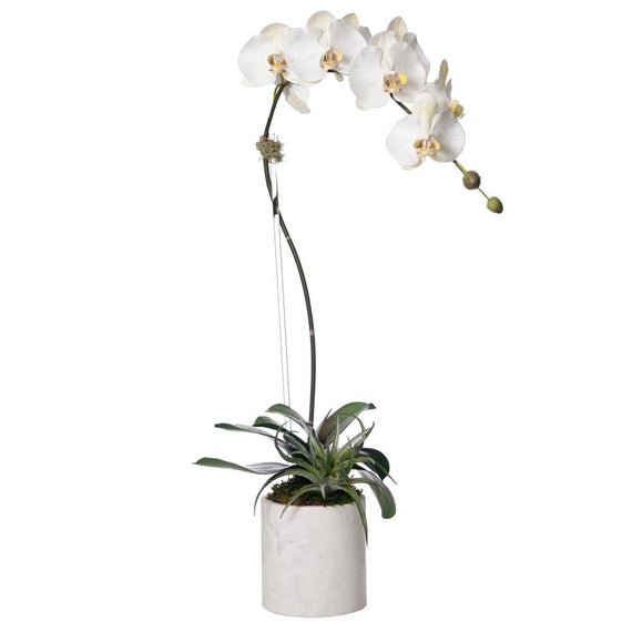 Potted phalaenopsis orchid