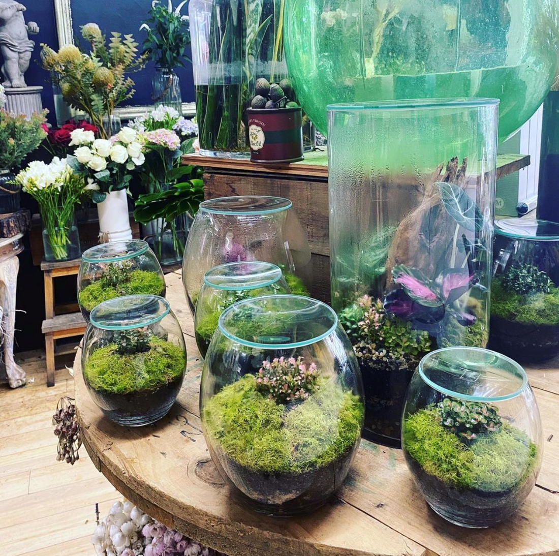 Forest Life Terrariums